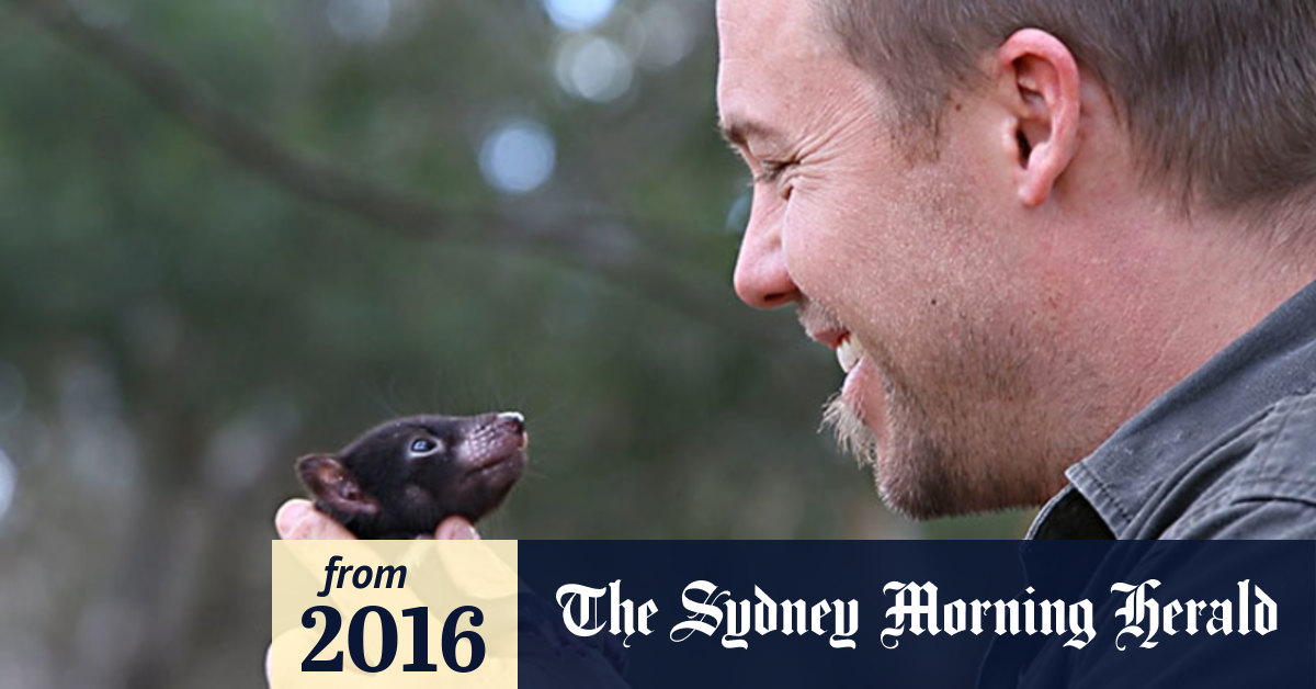 Video: Tasmanian devils face cancer threat